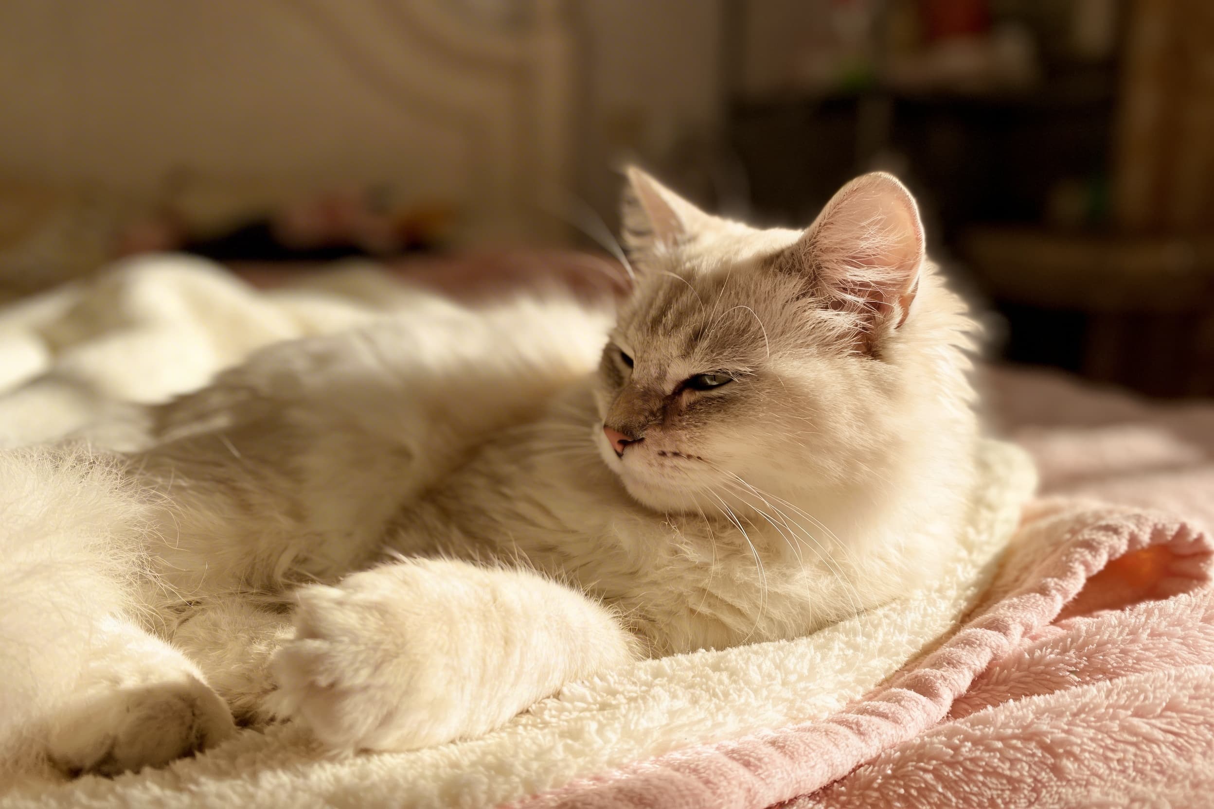 White cat lounging on pink blanket